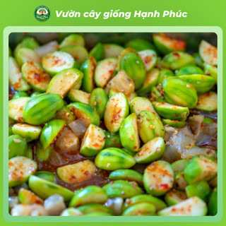 Cây giống CÓC LÙN THÁI Giòn Ngon Siêu Sai Trái, Trồng Chậu Dễ Chăm Sóc, Ăn Quanh Năm - Hỏa Tốc HN