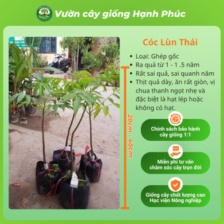 Cây giống CÓC LÙN THÁI Giòn Ngon Siêu Sai Trái, Trồng Chậu Dễ Chăm Sóc, Ăn Quanh Năm - Hỏa Tốc HN
