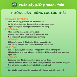 Cây giống CÓC LÙN THÁI Giòn Ngon Siêu Sai Trái, Trồng Chậu Dễ Chăm Sóc, Ăn Quanh Năm - Hỏa Tốc HN