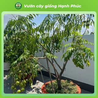 Cây giống CÓC LÙN THÁI Giòn Ngon Siêu Sai Trái, Trồng Chậu Dễ Chăm Sóc, Ăn Quanh Năm - Hỏa Tốc HN