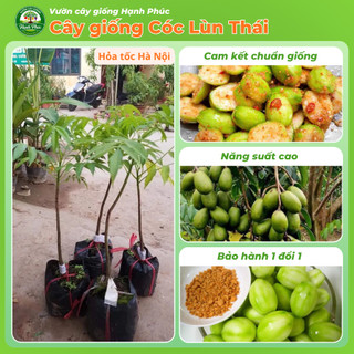 Cây giống CÓC LÙN THÁI Giòn Ngon Siêu Sai Trái, Trồng Chậu Dễ Chăm Sóc, Ăn Quanh Năm - Hỏa Tốc HN