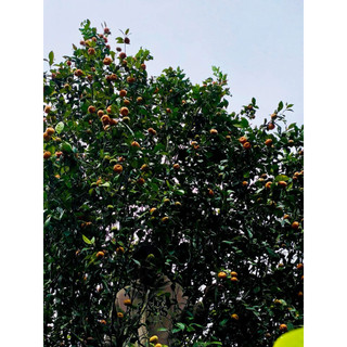 Trà Phổ Nhĩ quýt rừng (từng quả)