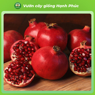 Cây giống LỰU LÙN ĐỎ Siêu Mọng Nước, Siêu Sai Trái, Hạt giòn, Năng suất Cao, Cây Ăn Quả, Làm Cảnh Sân Vườn