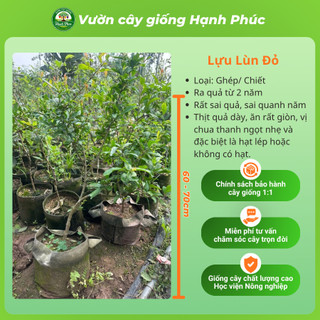 Cây giống LỰU LÙN ĐỎ Siêu Mọng Nước, Siêu Sai Trái, Hạt giòn, Năng suất Cao, Cây Ăn Quả, Làm Cảnh Sân Vườn