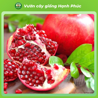 Cây giống LỰU LÙN ĐỎ Siêu Mọng Nước, Siêu Sai Trái, Hạt giòn, Năng suất Cao, Cây Ăn Quả, Làm Cảnh Sân Vườn