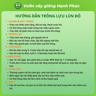 Cây giống LỰU LÙN ĐỎ Siêu Mọng Nước, Siêu Sai Trái, Hạt giòn, Năng suất Cao, Cây Ăn Quả, Làm Cảnh Sân Vườn