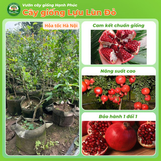Cây giống LỰU LÙN ĐỎ Siêu Mọng Nước, Siêu Sai Trái, Hạt giòn, Năng suất Cao, Cây Ăn Quả, Làm Cảnh Sân Vườn