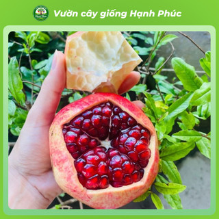 Cây giống LỰU LÙN ĐỎ Siêu Mọng Nước, Siêu Sai Trái, Hạt giòn, Năng suất Cao, Cây Ăn Quả, Làm Cảnh Sân Vườn