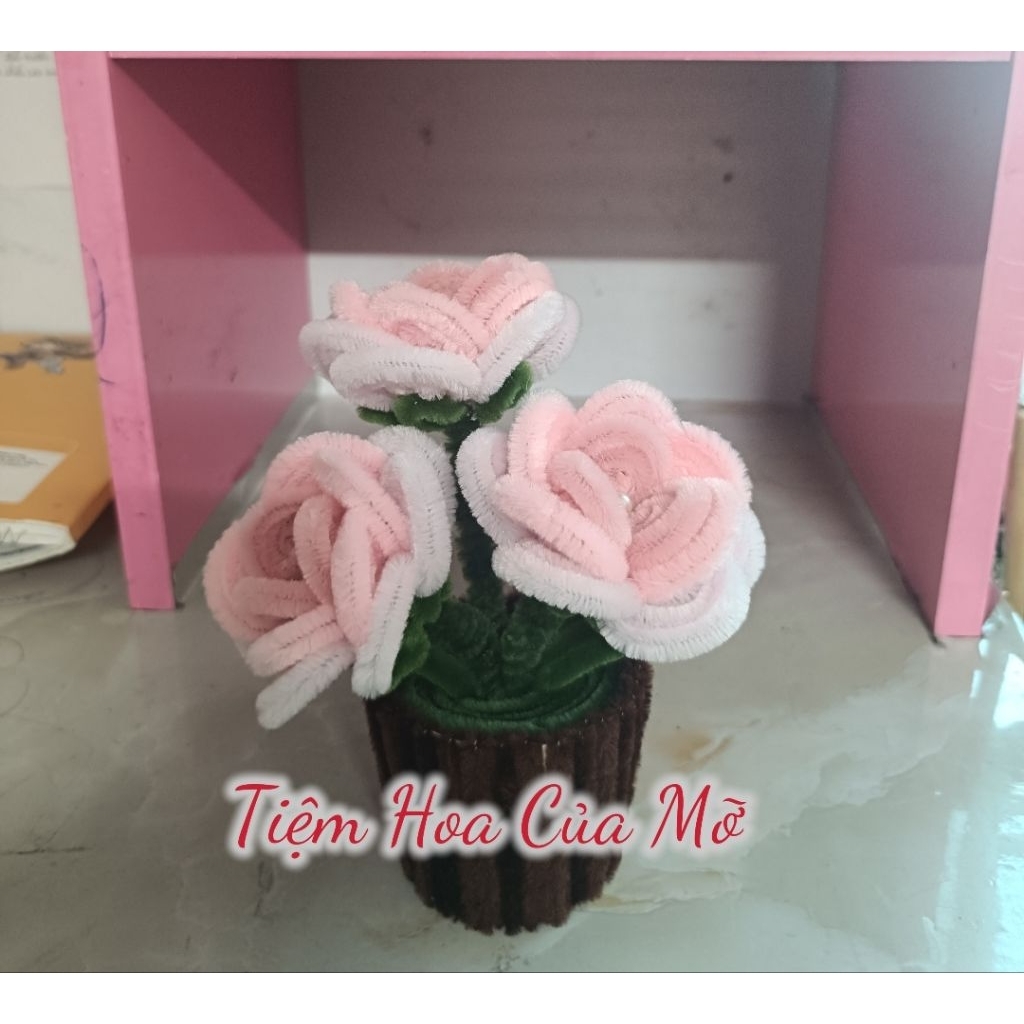 Chậu Hoa Hồng Kẽm Nhung Cánh Tròn Nhỏ Xinh