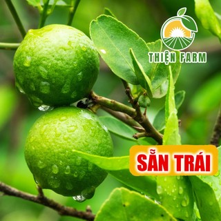 Cây Chanh Giấy sẵn trái THIỆN FARM cây trồng chậu, trồng sân thượng, ban công