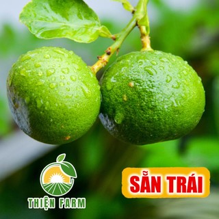 Cây Chanh Giấy sẵn trái THIỆN FARM cây trồng chậu, trồng sân thượng, ban công