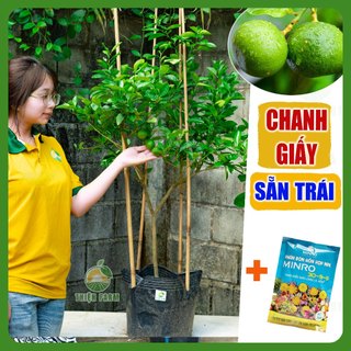 Cây Chanh Giấy sẵn trái THIỆN FARM cây trồng chậu, trồng sân thượng, ban công