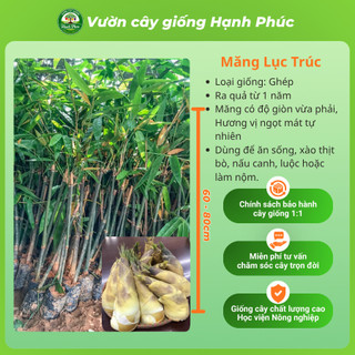 Cây giống MĂNG TRE: LỤC TRÚC, BÁT ĐỘ, MĂNG ĐEN năng suất cao, trồng quanh năm lấy măng hoặc làm rào chắn