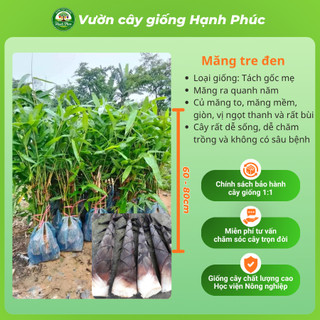 Cây giống MĂNG TRE: LỤC TRÚC, BÁT ĐỘ, MĂNG ĐEN năng suất cao, trồng quanh năm lấy măng hoặc làm rào chắn