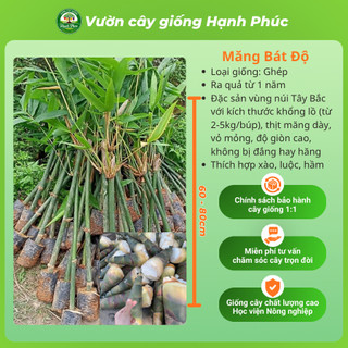 Cây giống MĂNG TRE: LỤC TRÚC, BÁT ĐỘ, MĂNG ĐEN năng suất cao, trồng quanh năm lấy măng hoặc làm rào chắn