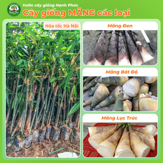 Cây giống MĂNG TRE: LỤC TRÚC, BÁT ĐỘ, MĂNG ĐEN năng suất cao, trồng quanh năm lấy măng hoặc làm rào chắn