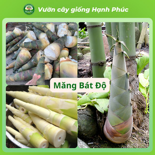 Cây giống MĂNG TRE: LỤC TRÚC, BÁT ĐỘ, MĂNG ĐEN năng suất cao, trồng quanh năm lấy măng hoặc làm rào chắn