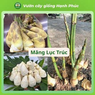 Cây giống MĂNG TRE: LỤC TRÚC, BÁT ĐỘ, MĂNG ĐEN năng suất cao, trồng quanh năm lấy măng hoặc làm rào chắn