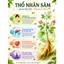 Bột Thổ Nhân Sâm 100%