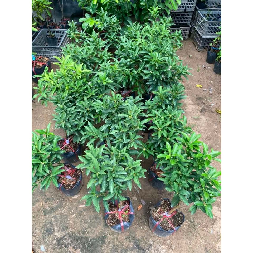 Cây Tắc Ngọt Đài Loan Sẵn Trái Kimbiofarm Chuẩn Giống
