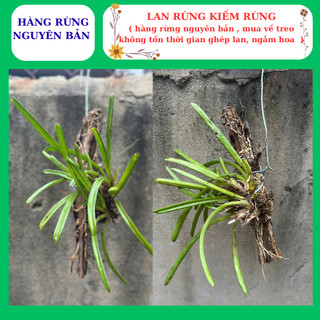 Lan kiếm rừng hoa sổ xố hàng nguyên bản mua về treo ngắm hoa
