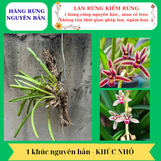 Lan kiếm rừng hoa sổ xố hàng nguyên bản mua về treo ngắm hoa