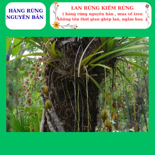 Lan kiếm rừng hoa sổ xố hàng nguyên bản mua về treo ngắm hoa