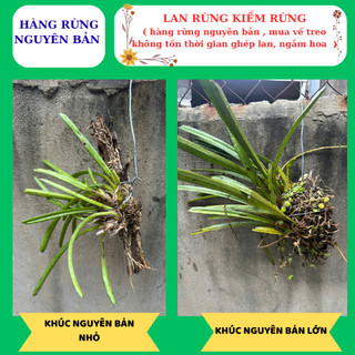 Lan kiếm rừng hoa sổ xố hàng nguyên bản mua về treo ngắm hoa