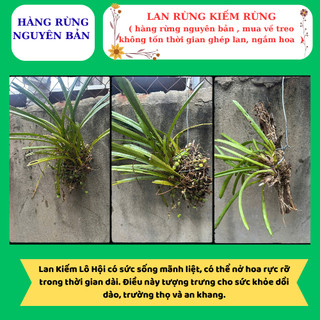 Lan kiếm rừng hoa sổ xố hàng nguyên bản mua về treo ngắm hoa