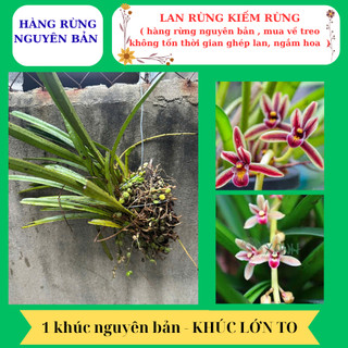 Lan kiếm rừng hoa sổ xố hàng nguyên bản mua về treo ngắm hoa
