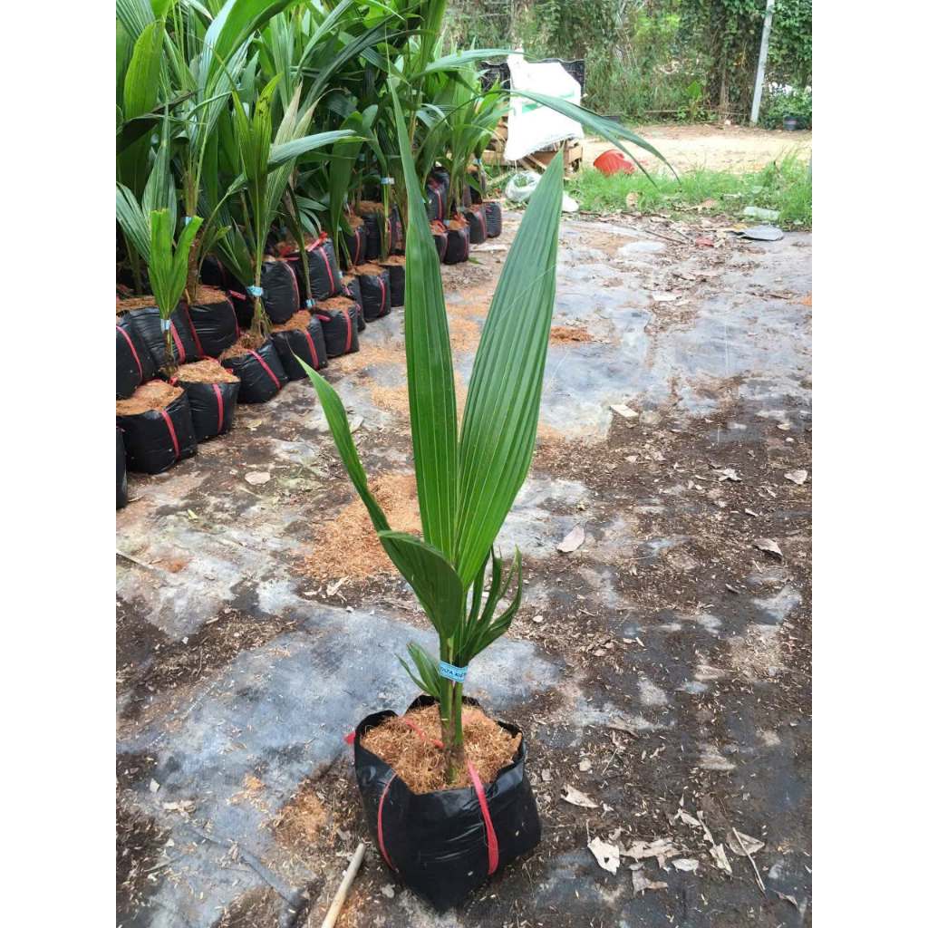Cây Giống Dừa Xiêm Lùn Bến Tre – Chuẩn Giống, Cho Nước Dừa Ngọt Thanh, Dễ Trồng, Cho Trái Sớm