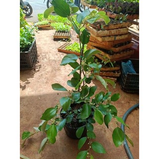Cây Giống Táo Thái - Kim Bio Farm - Cao 60cm-80cm, Chuẩn Giống, Dễ Trồng, Sai Trái