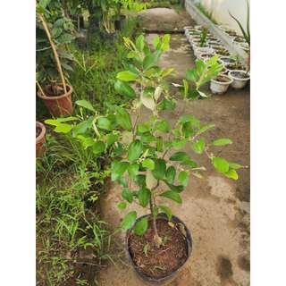 Cây Giống Táo Thái - Kim Bio Farm - Cao 60cm-80cm, Chuẩn Giống, Dễ Trồng, Sai Trái