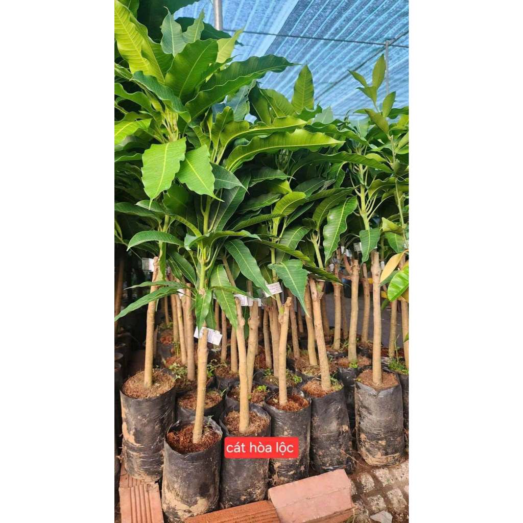 Cây Xoài Cát Hòa Lộc – Chuẩn Giống F1 Ngọt Thơm, Trái To Đẹp, Cho Năng Suất Cao, Dễ Chăm Sóc