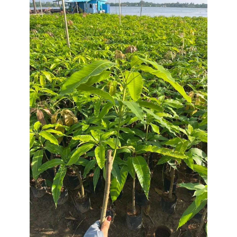 Cây Xoài Cát Hòa Lộc – Chuẩn Giống F1 Ngọt Thơm, Trái To Đẹp, Cho Năng Suất Cao, Dễ Chăm Sóc