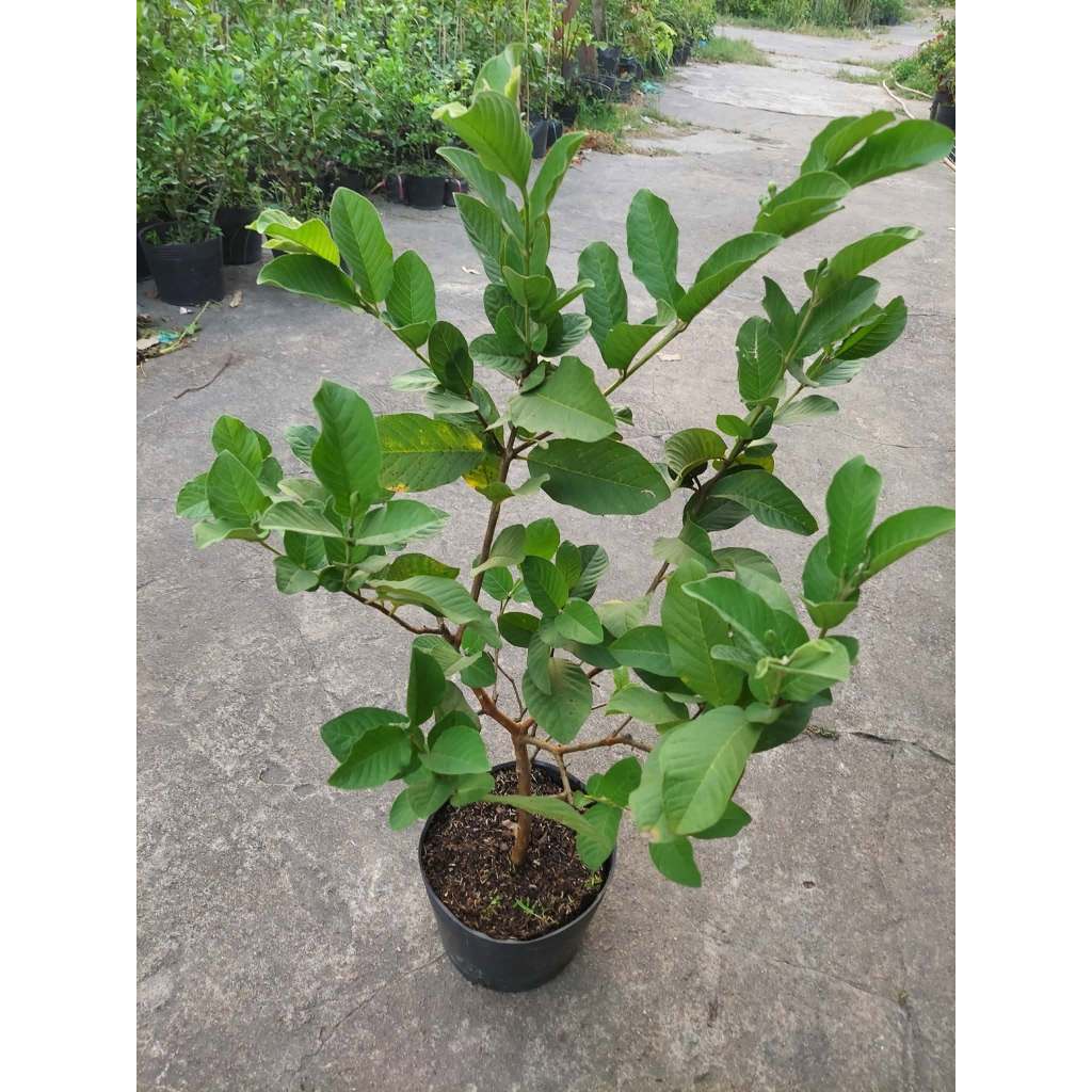 Cây Giống Ổi Nữ Hoàng – Giống Cao Sản, Quả To Thơm Giòn, Ngọt Thanh, Dễ Trồng, Ra Trái Sớm