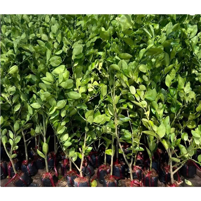 Cây Chanh Giấy Chuẩn Giống F1, Lá Thơm, Dế Trồng, Nhanh Cho Trái