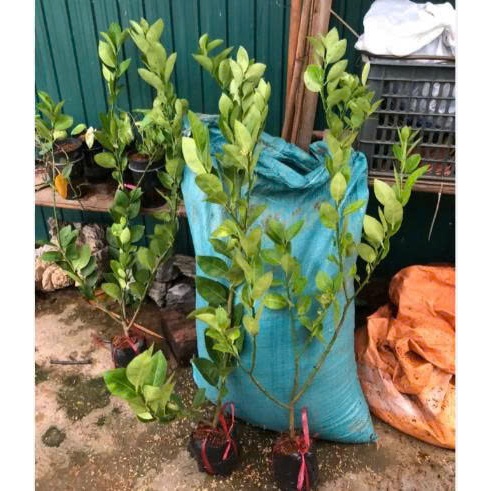Cây Chanh Giấy Chuẩn Giống F1, Lá Thơm, Dế Trồng, Nhanh Cho Trái