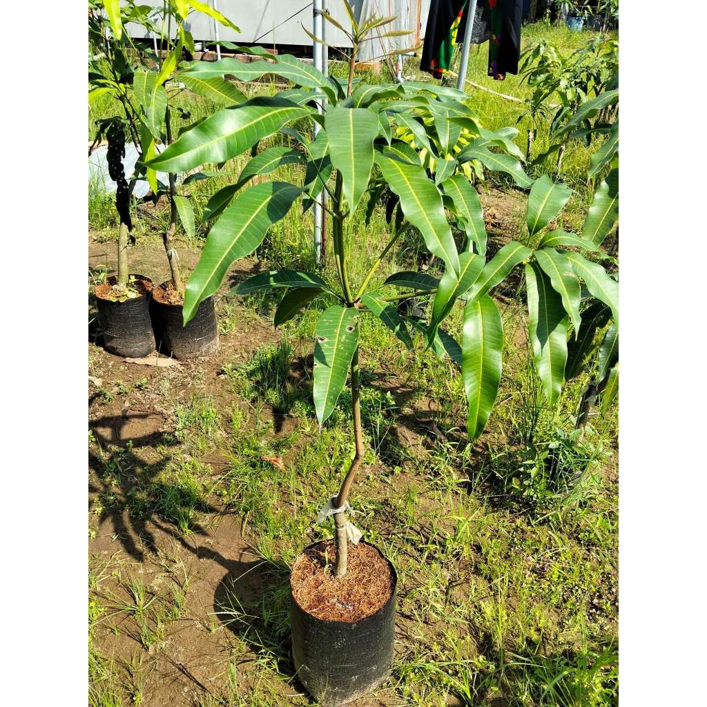 Cây Giống Xoài Tượng – Giống Xoài Ngon, Quả Lớn, Ăn Chua Ngọt Tùy Độ Chín
