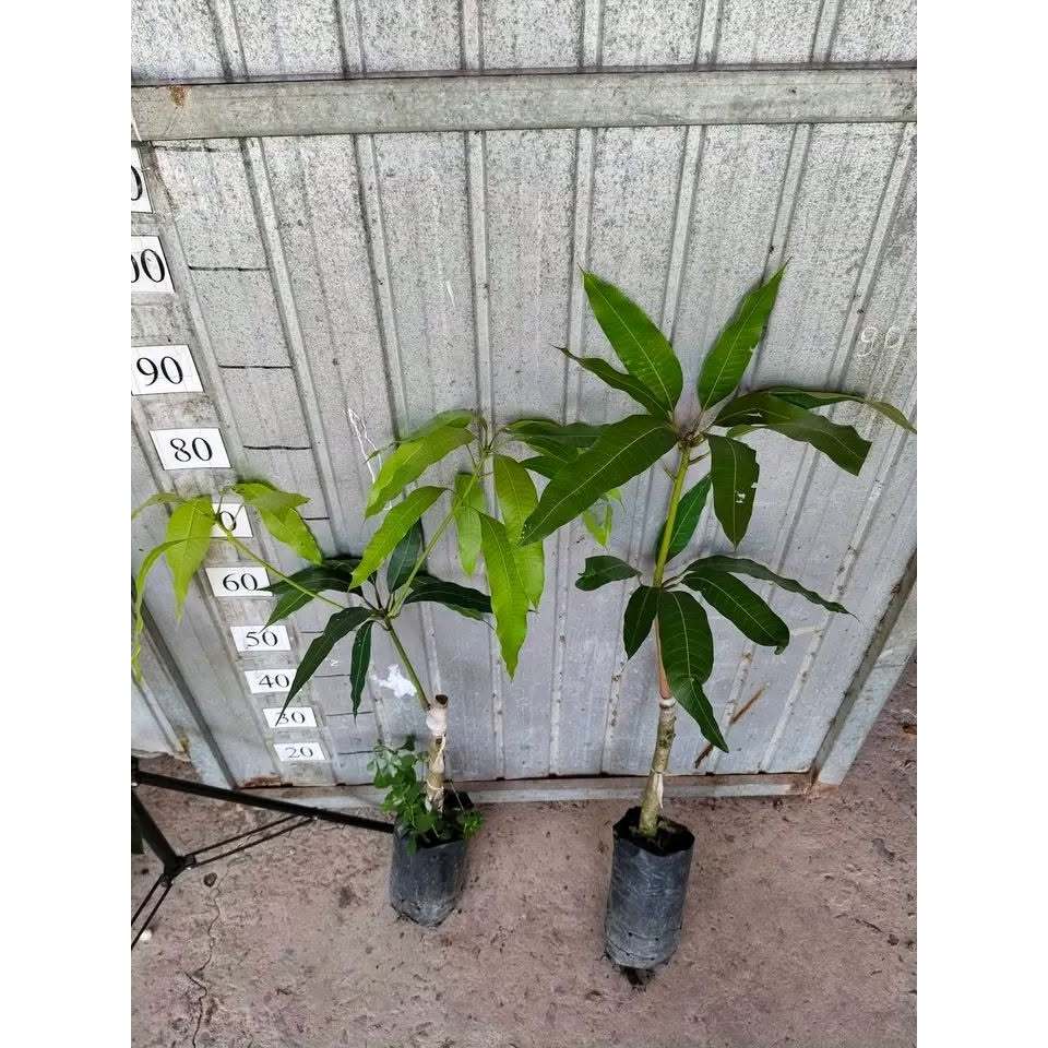 Cây Giống Xoài Tượng – Giống Xoài Ngon, Quả Lớn, Ăn Chua Ngọt Tùy Độ Chín