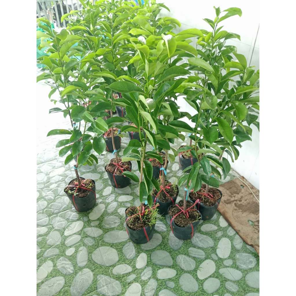 Cây Giống Mãng Cầu Xiêm Thái – Trái To Nhiều Cơm, Cực Sai Quanh Năm