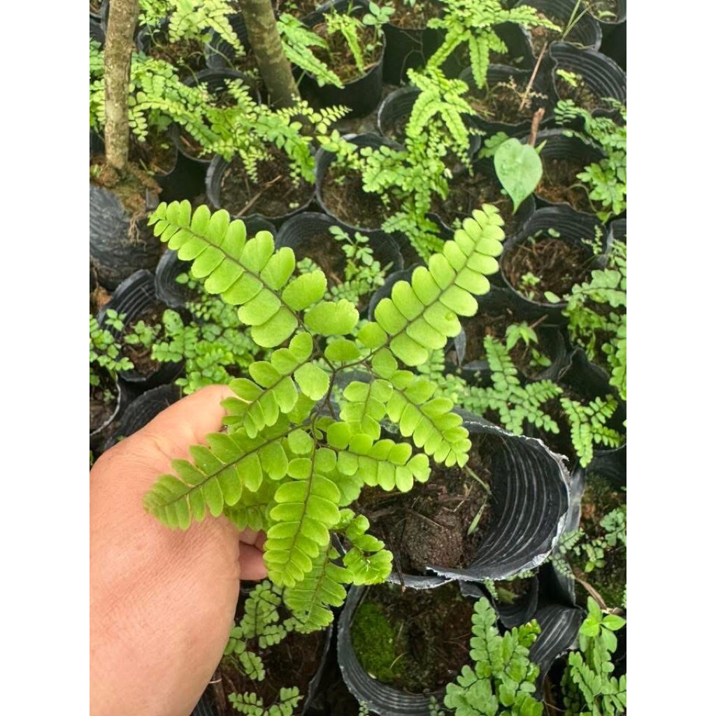 Dương xỉ tóc thần vệ nữ chậu nhựa, cây trong nhà phong thuỷ