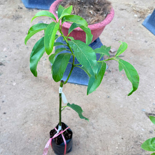 Cây Giống Bơ Sáp Lùn Thanh Sơn Kim Bio Farm | Dễ Trồng, Nhanh Ra Trái, Giống Chuẩn