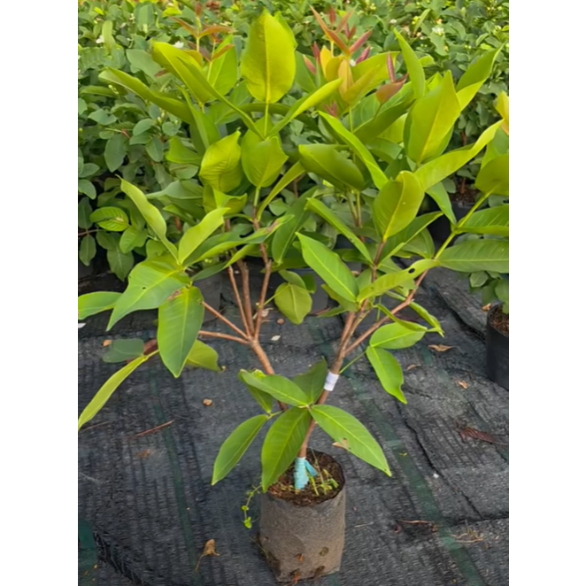 Cây Giống Mận An Phước (Cây Roi An Phước)  Giống Chuẩn, Trái Đỏ Đẹp, Giòn Ngọt, Dễ Trồng