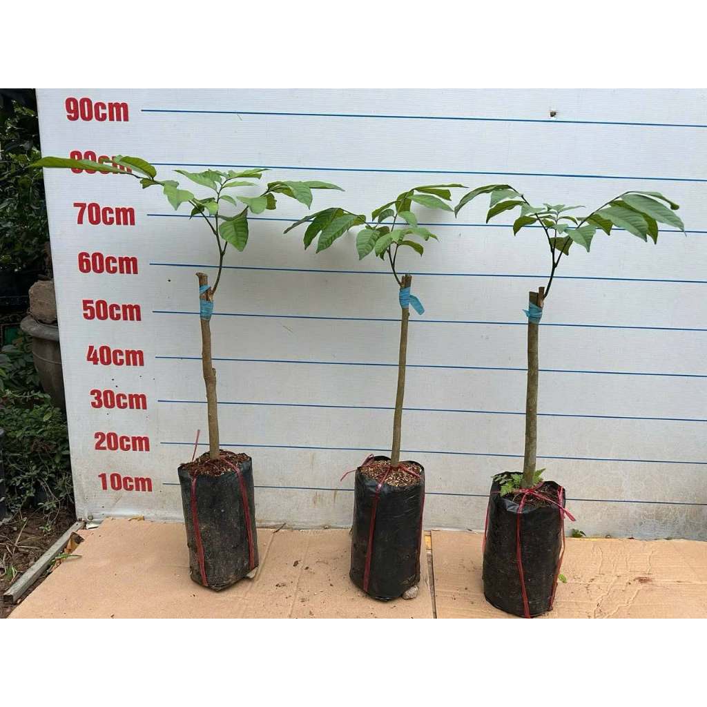 Cây Bòn Bon Thái – Giống Ngọt Thanh, Dễ Trồng, Cho Trái Nhiều, Chuẩn Giống