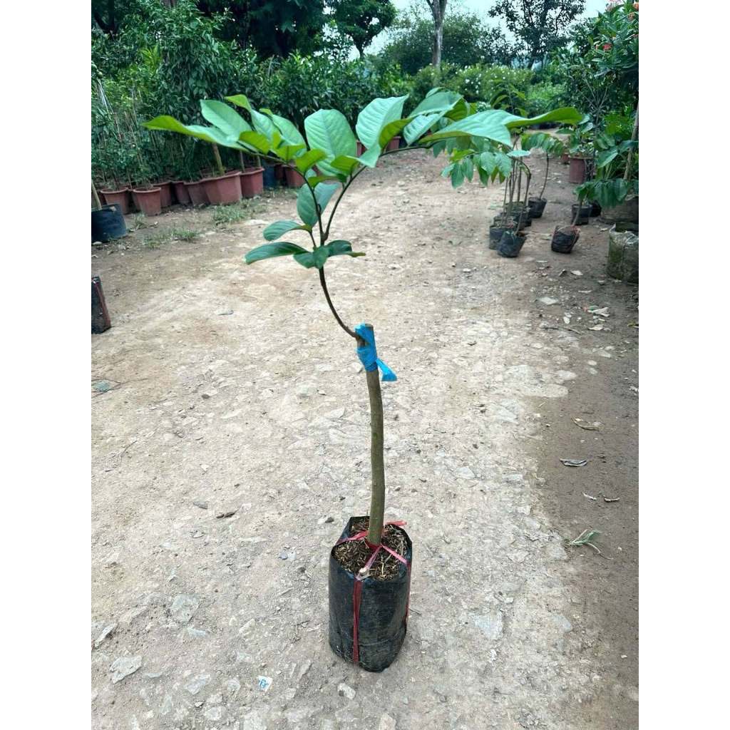 Cây Bòn Bon Thái – Giống Ngọt Thanh, Dễ Trồng, Cho Trái Nhiều, Chuẩn Giống