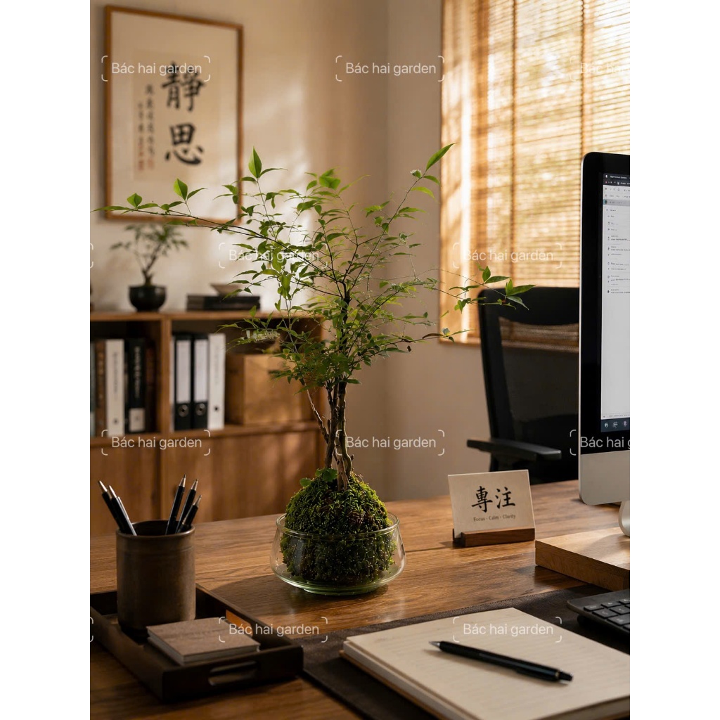 Cây Nam Thiên Trúc Kokedama Bóng Rêu Nhật Bản - Cây Cảnh Mini Để Bàn Làm Việc Trang Trí Nội Thất Hiện Đại Dễ Chăm Sóc