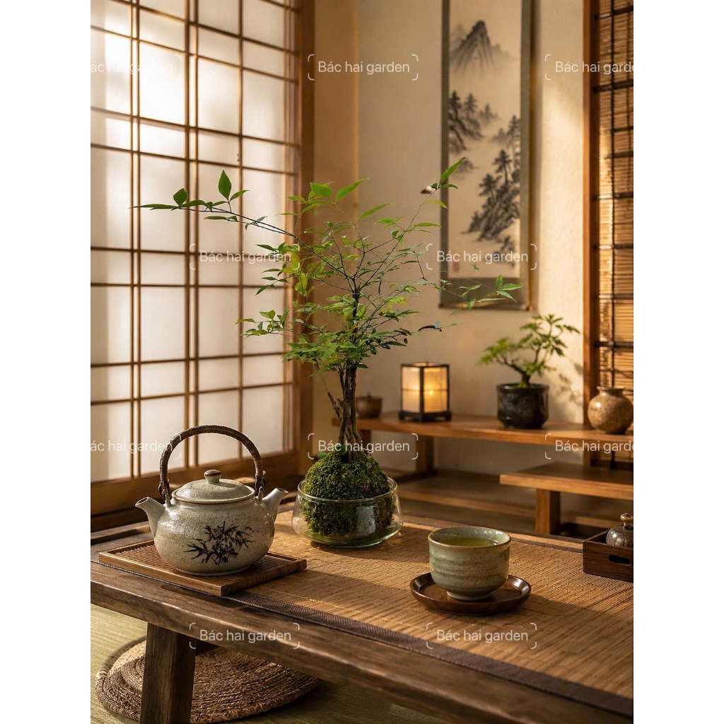 Cây Nam Thiên Trúc Kokedama Bóng Rêu Nhật Bản - Cây Cảnh Mini Để Bàn Làm Việc Trang Trí Nội Thất Hiện Đại Dễ Chăm Sóc