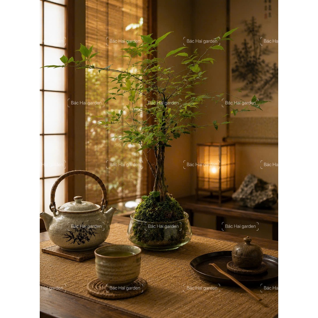 Cây Nam Thiên Trúc Kokedama Bóng Rêu Nhật Bản - Cây Cảnh Mini Để Bàn Làm Việc Trang Trí Nội Thất Hiện Đại Dễ Chăm Sóc