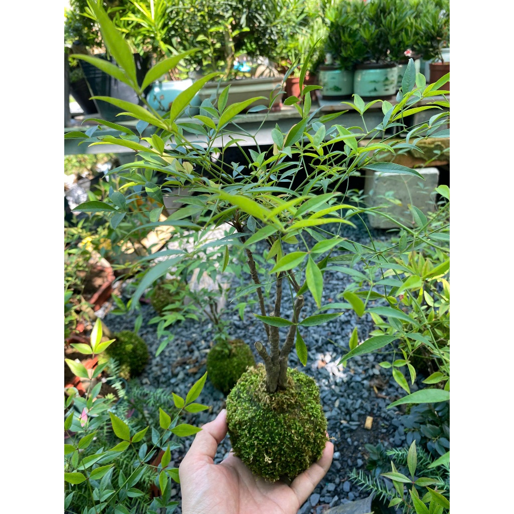 Cây Nam Thiên Trúc Kokedama Bóng Rêu Nhật Bản - Cây Cảnh Mini Để Bàn Làm Việc Trang Trí Nội Thất Hiện Đại Dễ Chăm Sóc